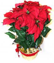 another dominican republic christmas decoration you often see is the flor de pascua which many europeans know as poinsettia and which is also named more - Christmas In Dominican Republic another dominican republic christmas decoration you often see is the flor de pascua which many europeans know as poinsettia and which is also named more - Christmas In Dominican Republic