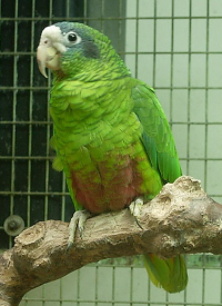 Hispaniolan Parrot