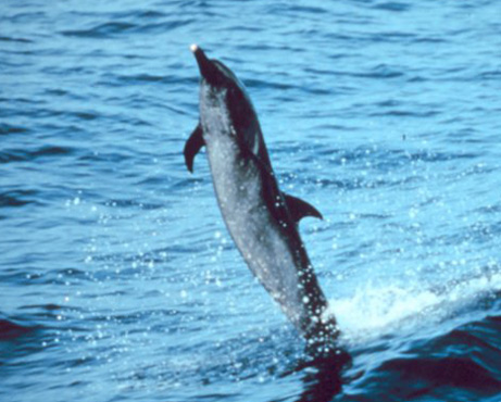 Spotted dolphin showing off!