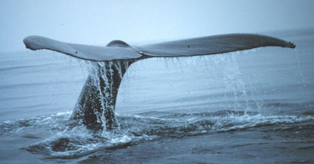 Whale lobtailing