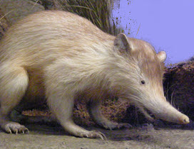 Dominican solenodon