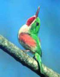 Broad Billed Tody Dominican Republic