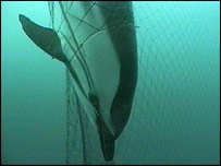 Fishing nets threaten the poor dolphin