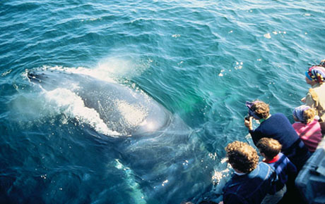 Watching whales in the Dominican Republic